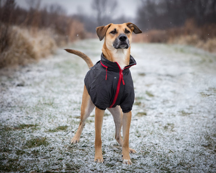 Stylish Clothing Ideas For Your Lovely Pets